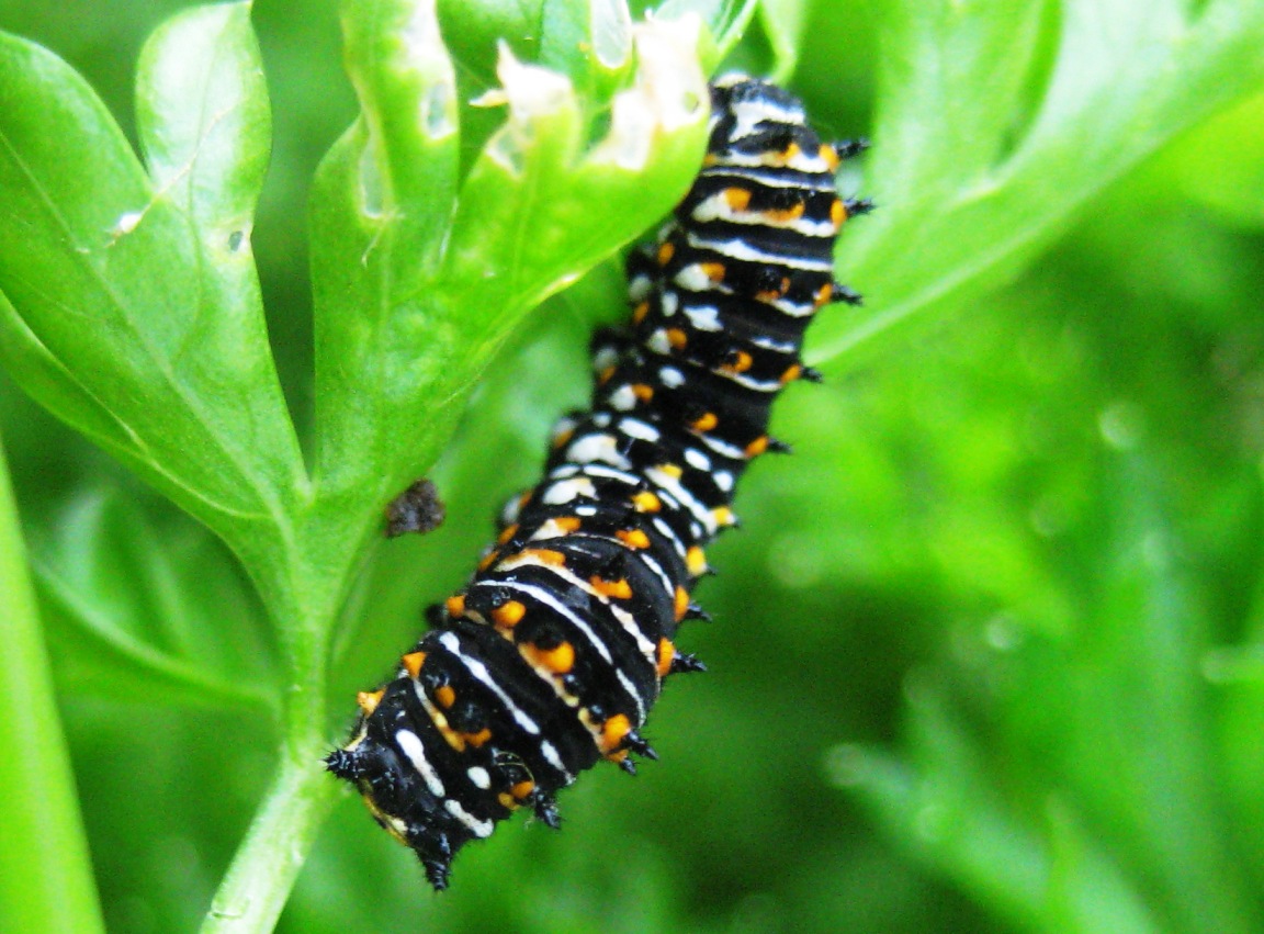 Black Swallowtail Caterpillar A Round Rock Garden